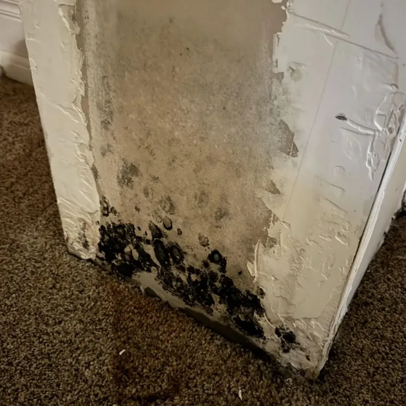 Professional Mold Removal in Denton County, TX
